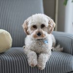 white shih tzu puppy on fabric sofa chair